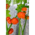 thumbnail image 4 of 25 SeedsTURKISH ORANGE EGGPLANT Scarlet Solanum Aethiopicum Fruit Vegetable Seeds, 4 of 10
