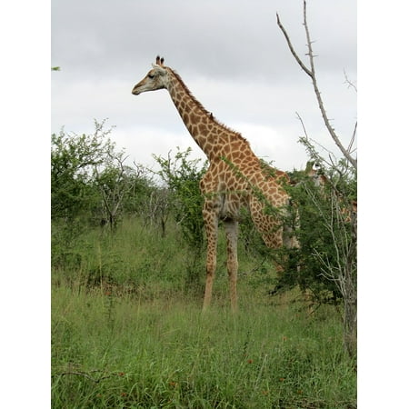 - Canvas Print Eatting Fauna Animal Giraffe African Male Stretched Canvas 10 x 14