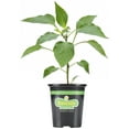 thumbnail image 3 of (2 pack) Bonnie Plants Jalapeo Hot Pepper 19.3 oz., 3 of 12