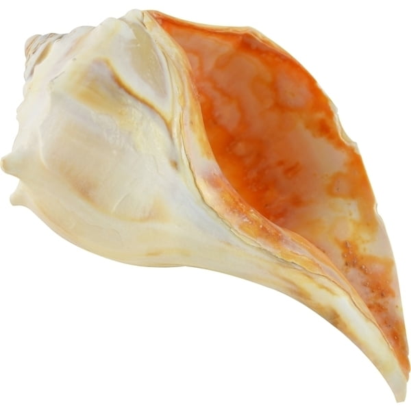 Atlantic Whelk Seashell Decorative Seashell 9-10