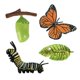 thumbnail image 1 of Juguete educativo para niños Hugo Juego de crecimiento de insectos Incluye huevo larva crisálida y mariposa, 1 of 9