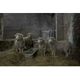 thumbnail image 2 of Van Den, Gert 18x13 White Modern Wood Framed Museum Art Print Titled - The Residents, 2 of 4