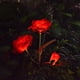 thumbnail image 1 of LED Rose Solar Flower Lights Luces de estaca de jardín decorativas al aire libre para Garden Yard Grave Jarrón Flores Decoración Rojo WD.WDQZL Hogar, 1 of 7