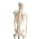 thumbnail image 5 of Modelo Cuerpo para en , 42 CM , Extraíble Y Desmontable, Juguete Educativo para con Ayudas Es 12x12x42cm Yotijar Estatua del esqueleto del cuerpo humano, 5 of 8