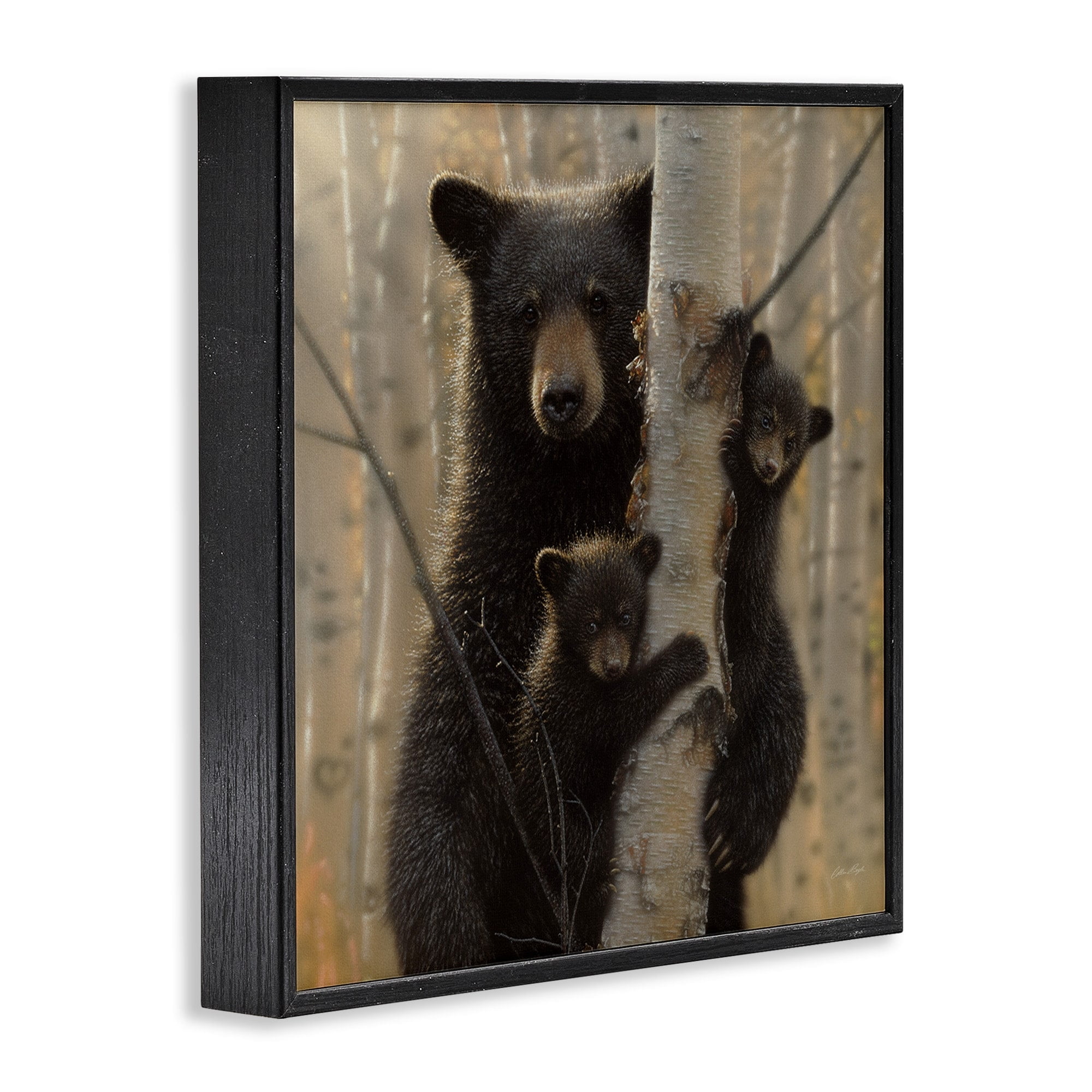 Stupell Industries Black Bear and Cubs Soft Birch Tree Forest, 12 x 12, Design by Collin Bogle