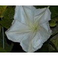 thumbnail image 5 of Morning Glory, Moonflower, 500 Seeds, Glowing White Season Long Blooms, 5 of 5