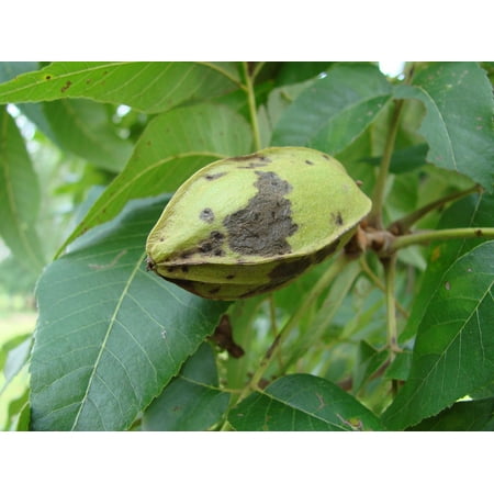 - LAMINATED POSTER Carya Illinoinensis Growing Tree Pecan Husk Nut Poster Print 24 x 36