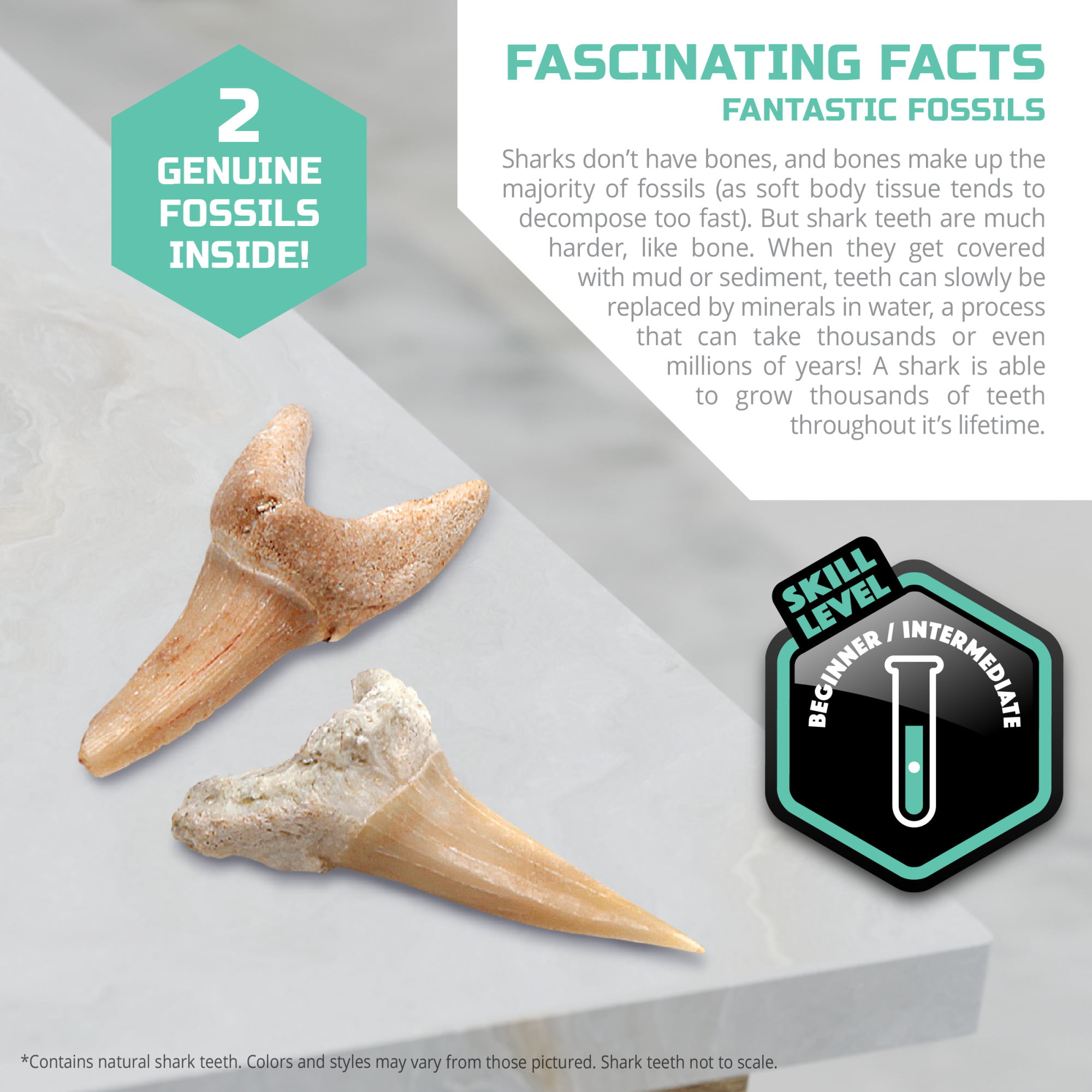 Shark Teeth Fossils Children's Mini Assortment Box 