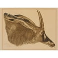 thumbnail image 2 of Alexander Evgenievich Yakovlev 24x19 Gold Ornate Framed and Double Matted Museum Art Print Titled - Antilope Hippotrague (1925), 2 of 4