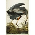 thumbnail image 2 of Art.com Great Blue Heron Giclee Print by John James Audubon, 18" x 24", 2 of 4