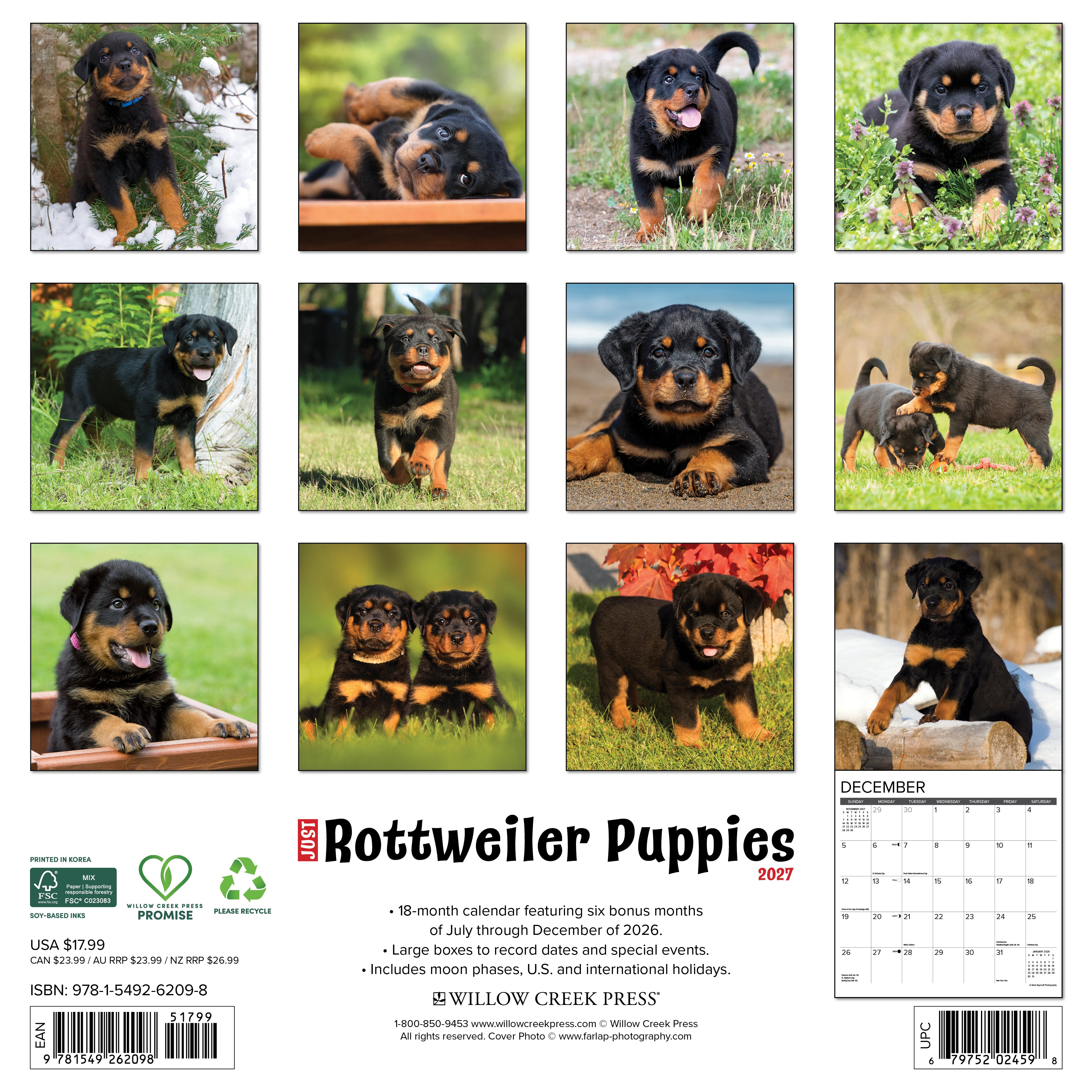 Willow Creek Press, Rottweiler Puppies 2027 Wall Calendar
