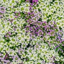 White and Purple Sweet Alyssum Seeds, Lobularia maritima, 30 Edible Flower Seeds, Annual, Cold and Drought Tolerant, Open-Pollinating, for Early Spring Planting