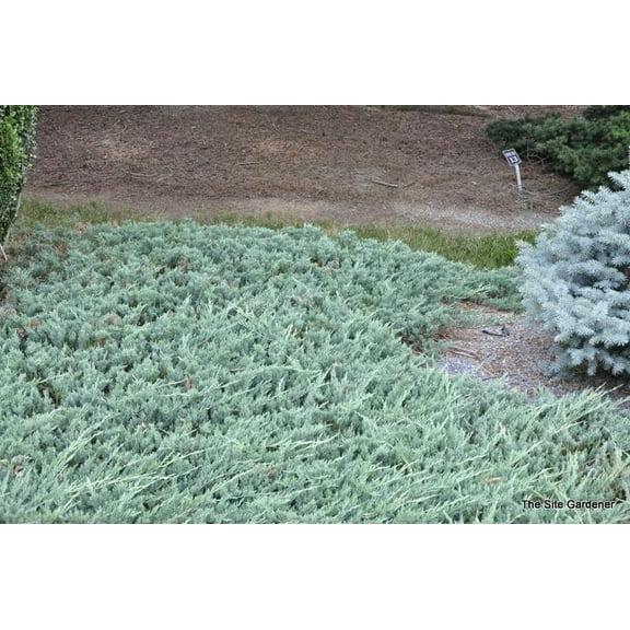 Bar Harbor Creeping Juniper-Evergreen Ground Cover-Drought Tolerant  3 Gallon