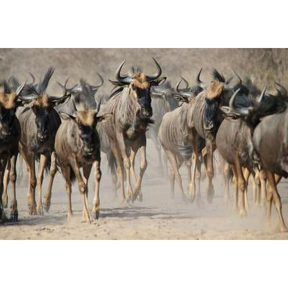 Blue Wildebeest Migration Dust and Horns from Africa, Unframed Photographic Print Wall Art by Naturally Africa Sold by Art.Com