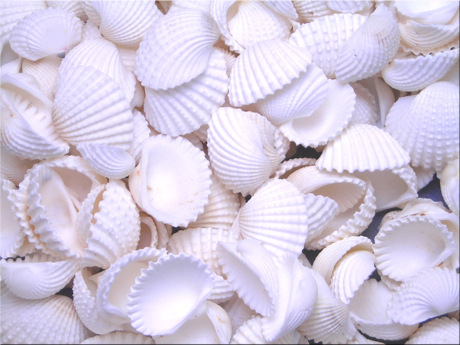 Beach Wedding Hobby Crafts 1/2"-3/4" 200 Tiny White Ark Shells Seashells 