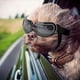 thumbnail image 1 of Dog Sunglasses Dog Goggles, Uv Protection Wind Protection Dust Protection Fog Protection Pet Glasses Eye Wear Protection With Adjustable Strap For Med, 1 of 5