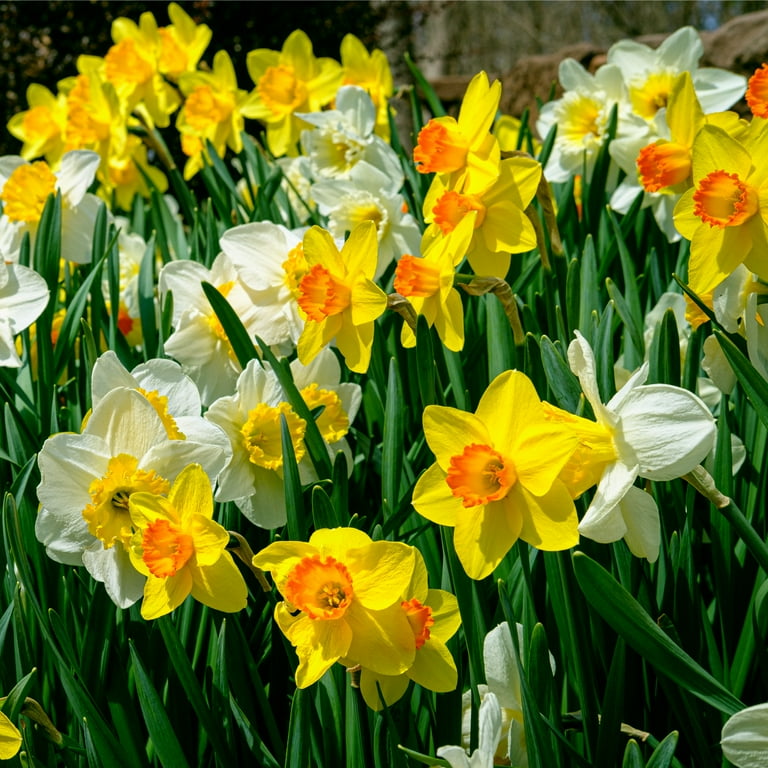 Van Zyverden Multicolor Daffodils Trumpet and Cupped Mixture Bulbs Bagged  15-Count in the Plant Bulbs department at