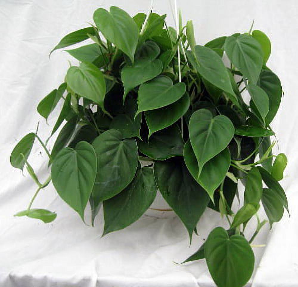 Hirt's Gardens Heart Leaf Philodendron - Easiest House Plant to Grow - 4" Pot - image 3 of 4
