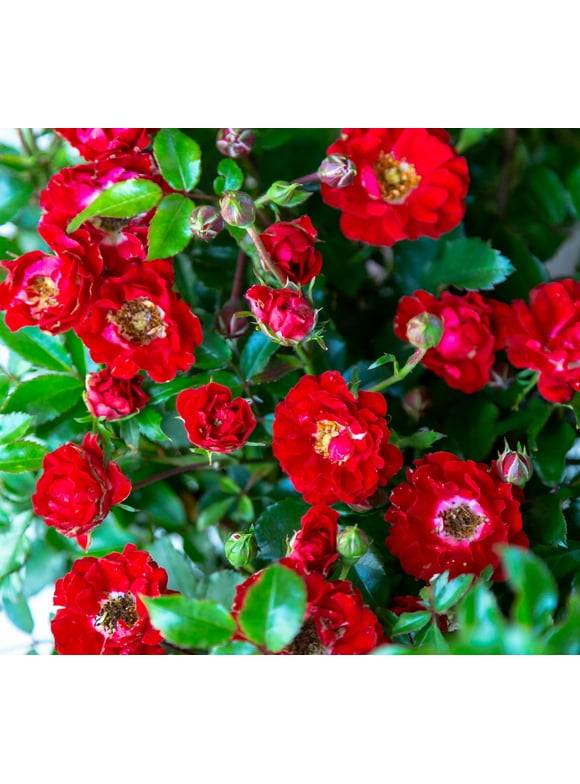 Rose Bushes in Garden Bushes
