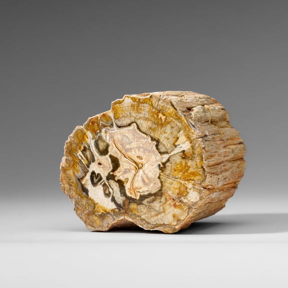 Natural Petrified Wood Log from Madagascar (1.3 lbs)