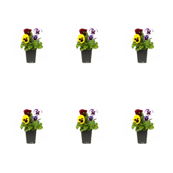 Expert Gardener 1PT Multicolor Blotch Pansy Live Annual Plant Sun 6-Pack