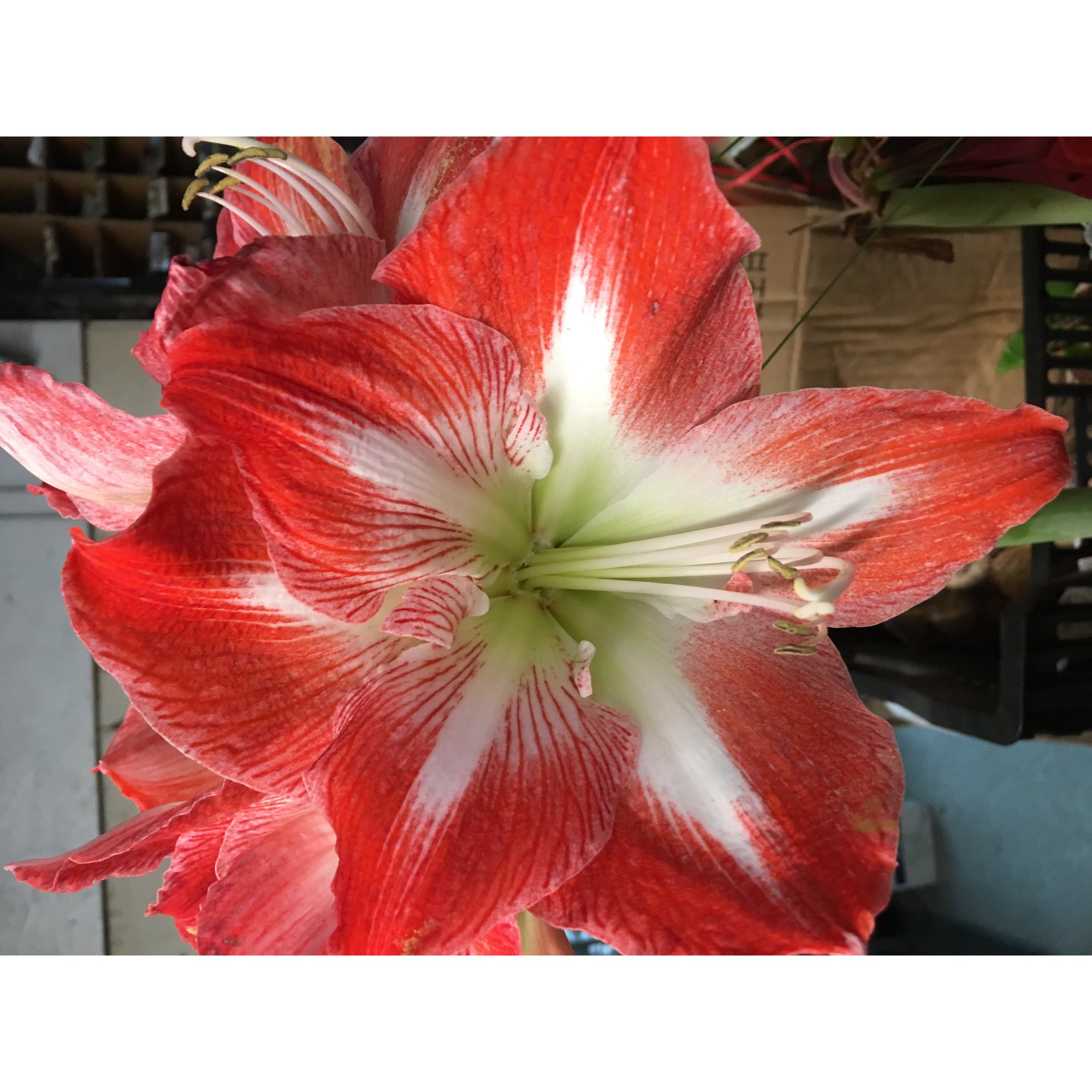 Minerva Bulb!. Great for Winter Forcing! Wonderful and unique gift! FREE SHIPPING!!
