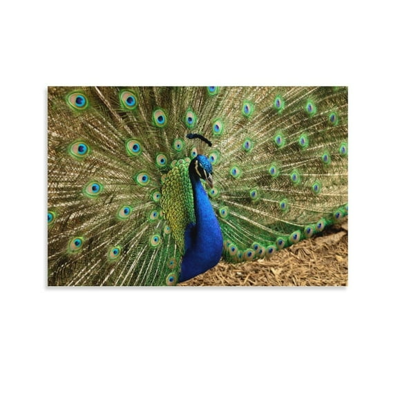 Peacock Poster Decorative Painting Canvas Wall Art Living Room Posters Bedroom Painting,Unframe-style,16x24inch(40x60cm)