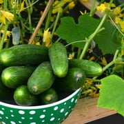 Purely Organic Marketmore 76 Cucumber Seeds (Premium Heirloom, Organic, Non-GMO, Open Pollinated, Vegetable, Full S) - Approx 140 Premium Seeds