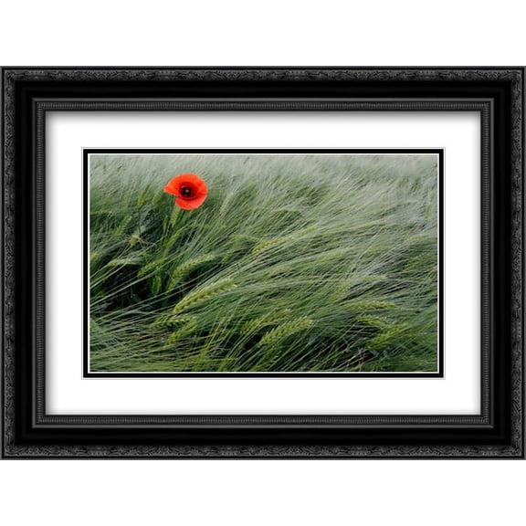 Red Poppy flowering 2x Matted 24x18 Black Ornate Framed Art Print by Rolfes, Willi