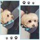 thumbnail image 3 of Arnés para perros, bolso colgante y bolso de mano, viaje de malla capaz, adecuado para S, 3 of 4