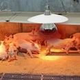 thumbnail image 3 of OFFIGAM 1pc Chicken Heat Lights White Metal Heating Lamp for Farmers, 3 of 6