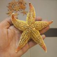 thumbnail image 2 of Yesbay 2Pcs Natural Dried Starfish Sea Star Beach Craft Wedding Party Home Decoration,Natural Starfish, 2 of 7