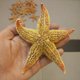 thumbnail image 3 of Farfi 2 unids de estrella de mar de estrella de mar secos naturales de la estrella de la playa de la playa de la boda de la playa decoración del hogar Farfi 21036667, 3 of 6