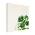 thumbnail image 2 of Trademark Fine Art 'Succulent Simplicity VIII Neutral' Canvas Art by Felicity Bradley, 2 of 3