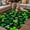 Green Black, variant on Saint Patrick's Day Outdoor Rug for Patio/Deck/Porch, Non-Slip Large Area Rug 4 x 6 Ft, Spring Farmhouse Botanical Clovers Indoor Outdoor Rugs Washable Area Rugs, Reversible Camping Rug Carpet Runner