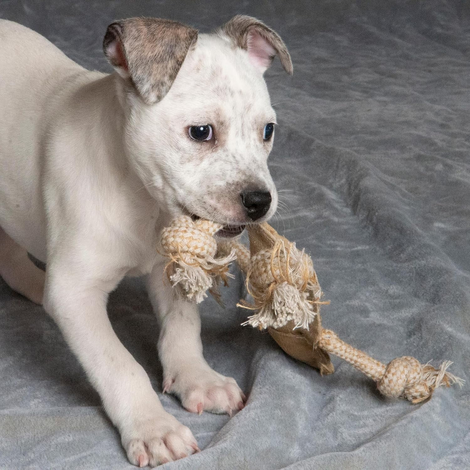 SPOT Leather Dog Toys – Dura-Fused Jungle Animals with Squeakers and Rope Limbs, No-Stuffing, for Light to Moderate Chewers, 14in, 1 Piece