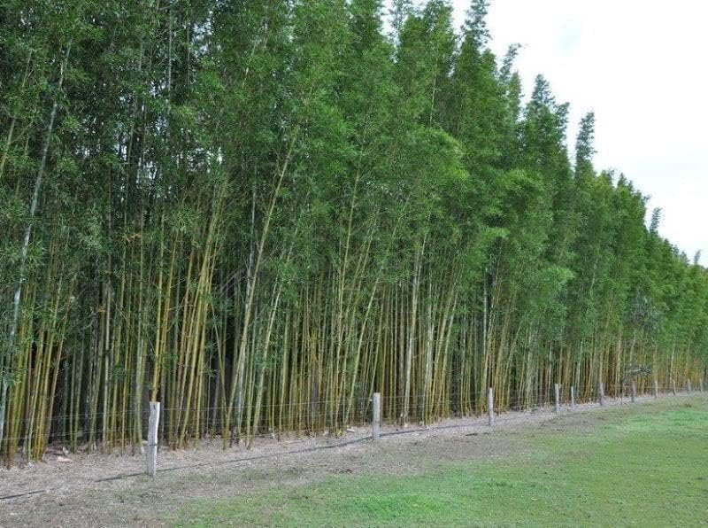 Oldhamii Bamboo  3 Live Plants  Bambusa Oldhamii  Privacy Screen Bamboo  Fast-Growing Garden Foliage  Tall Decorative Landscape Specimen