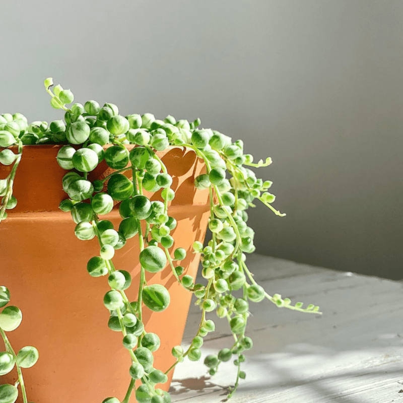 String of Pearls, Hanging Succulent, Trailing Succulent, Indoor Houseplant, Live Plant in 2" Pot