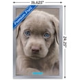 thumbnail image 3 of Keith Kimberlin - Puppy - Blue Eyes Wall Poster, 14.725" x 22.375", Framed, 3 of 3