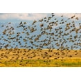 thumbnail image 2 of Haney, Chuck 24x17 Gold Ornate Wood Framed with Double Matting Museum Art Print Titled - Huge flock of European starlings take flight in the Flathead Valley-Montana-USA, 2 of 4