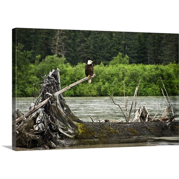 Great BIG Canvas | "Alaska, Inside Passage, Bald Eagle on dead branch next to Stikene River" Canvas Wall Art - 36x24
