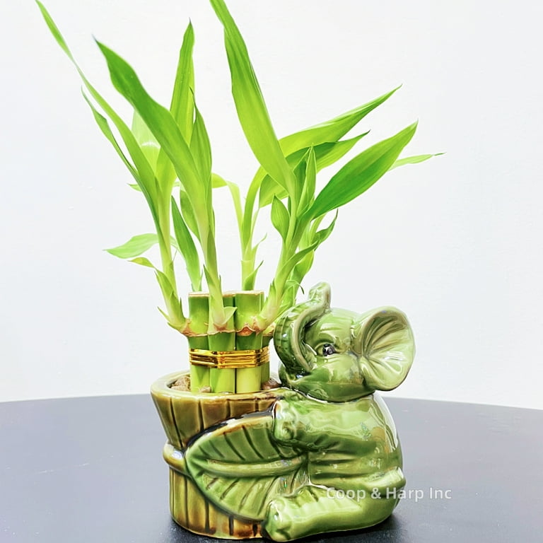 6-stalk of 4" Small Lucky Bamboo Live Indoor Plant with Ceramic Elephant Vase, Live Indoor Lucky Bamboo for Home, Office and Gift