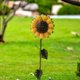 thumbnail image 4 of de 3 adornos de paisaje de jardín con de girasol, patio y césped, 4 of 8