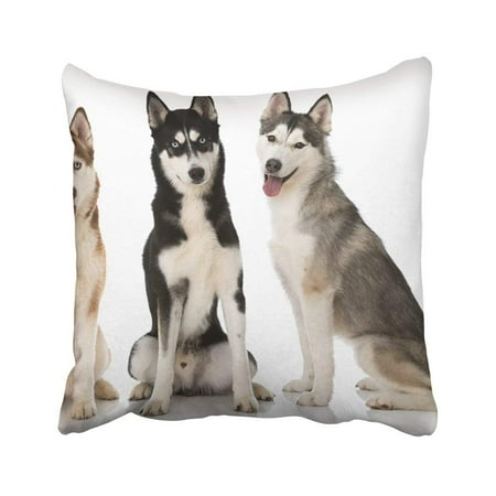 Bpbop Black Different Siberian Husky Dogs Brown Adult Animal