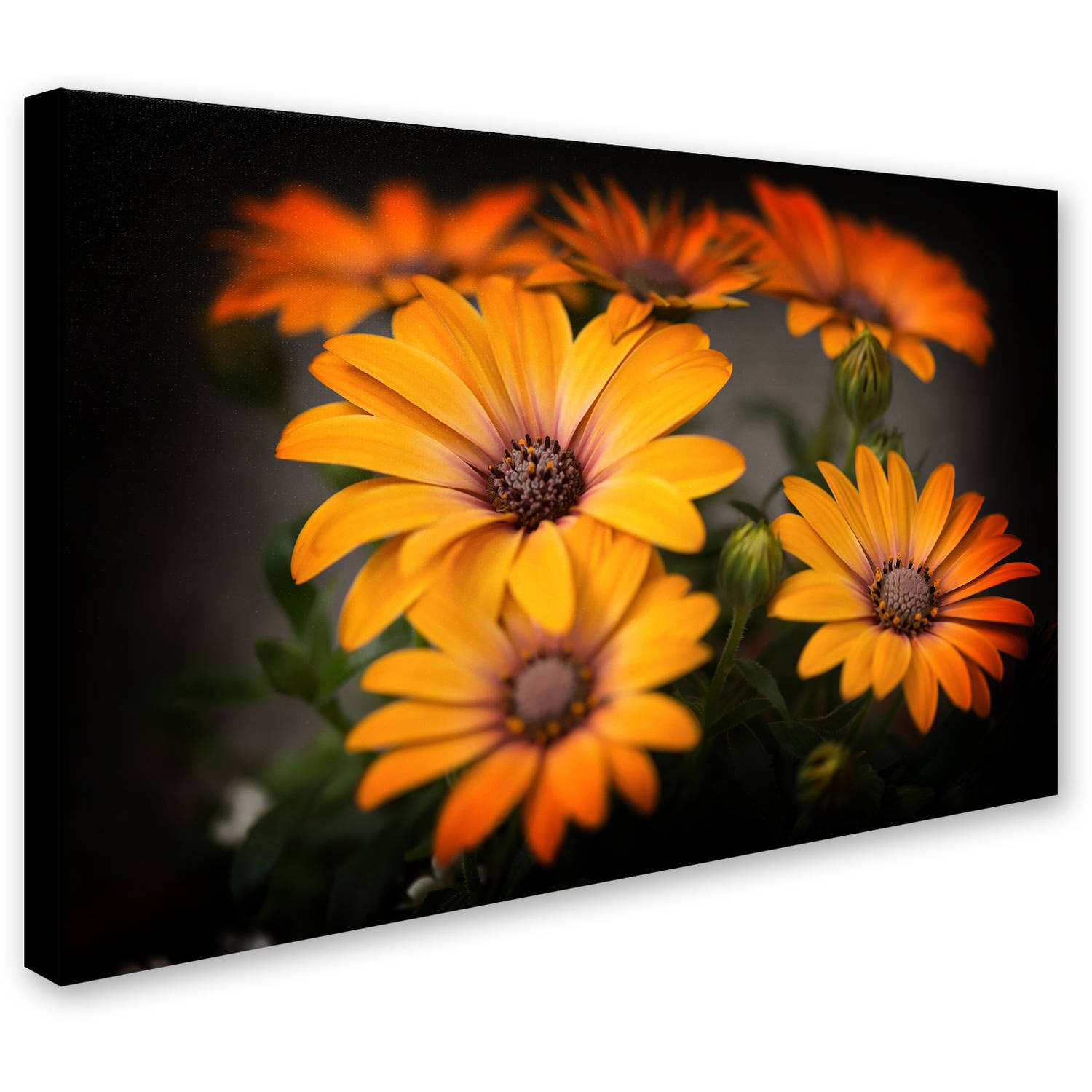 Trademark Fine Art "Stand Up" Canvas Art by Philippe Sainte-Laudy