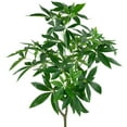 thumbnail image 3 of Northlight 4' Artificial Unbraided Potted Green Money Tree, 3 of 7
