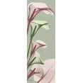 thumbnail image 2 of Koetsier, Albert 11x24 White Modern Wood Framed Museum Art Print Titled - Spring Time Calla Lilies, 2 of 4