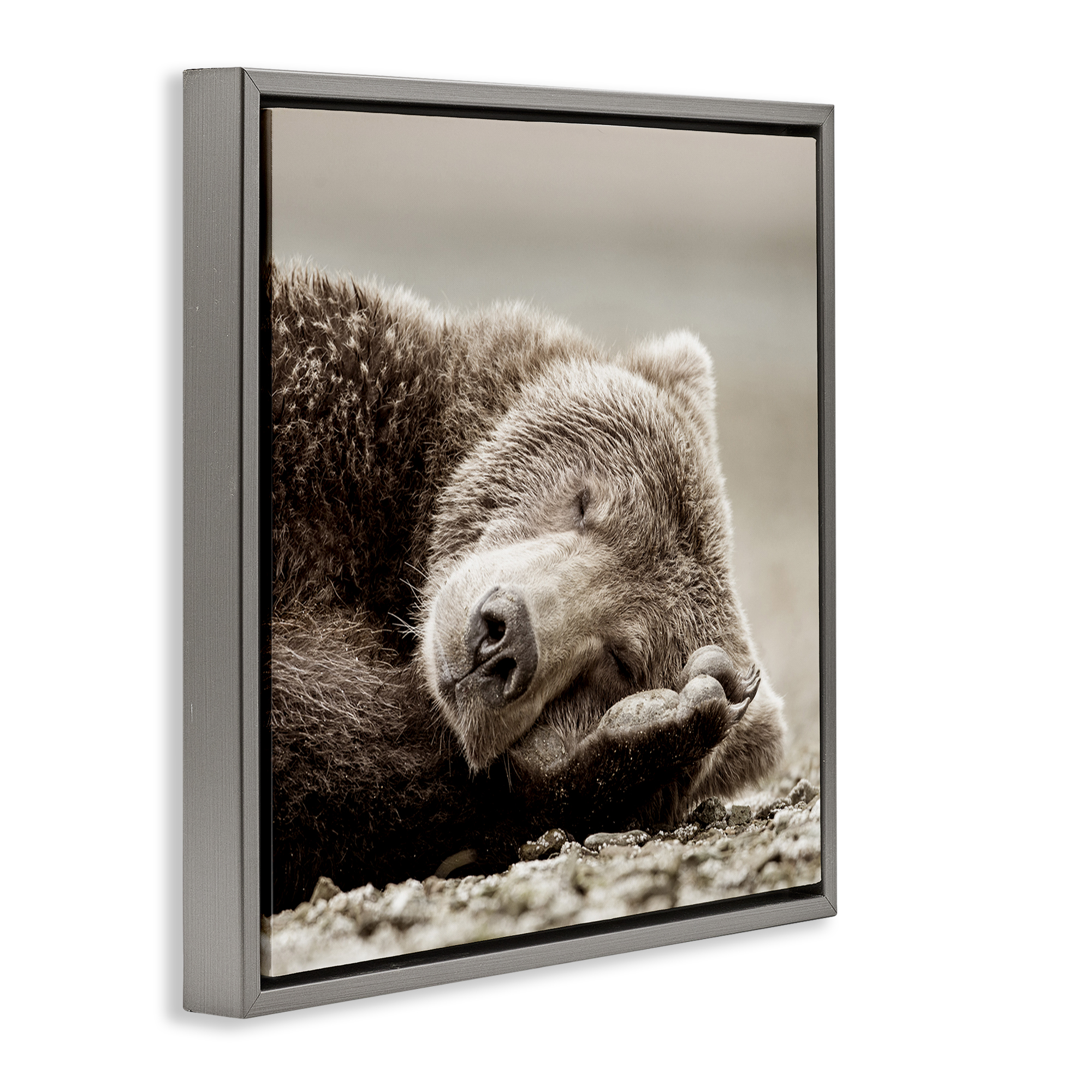 Stupell Industries Cozy Sleeping Bear Animals & Insects Photography Gray Floater Framed Canvas Art Print Wall Art, 25 x 25