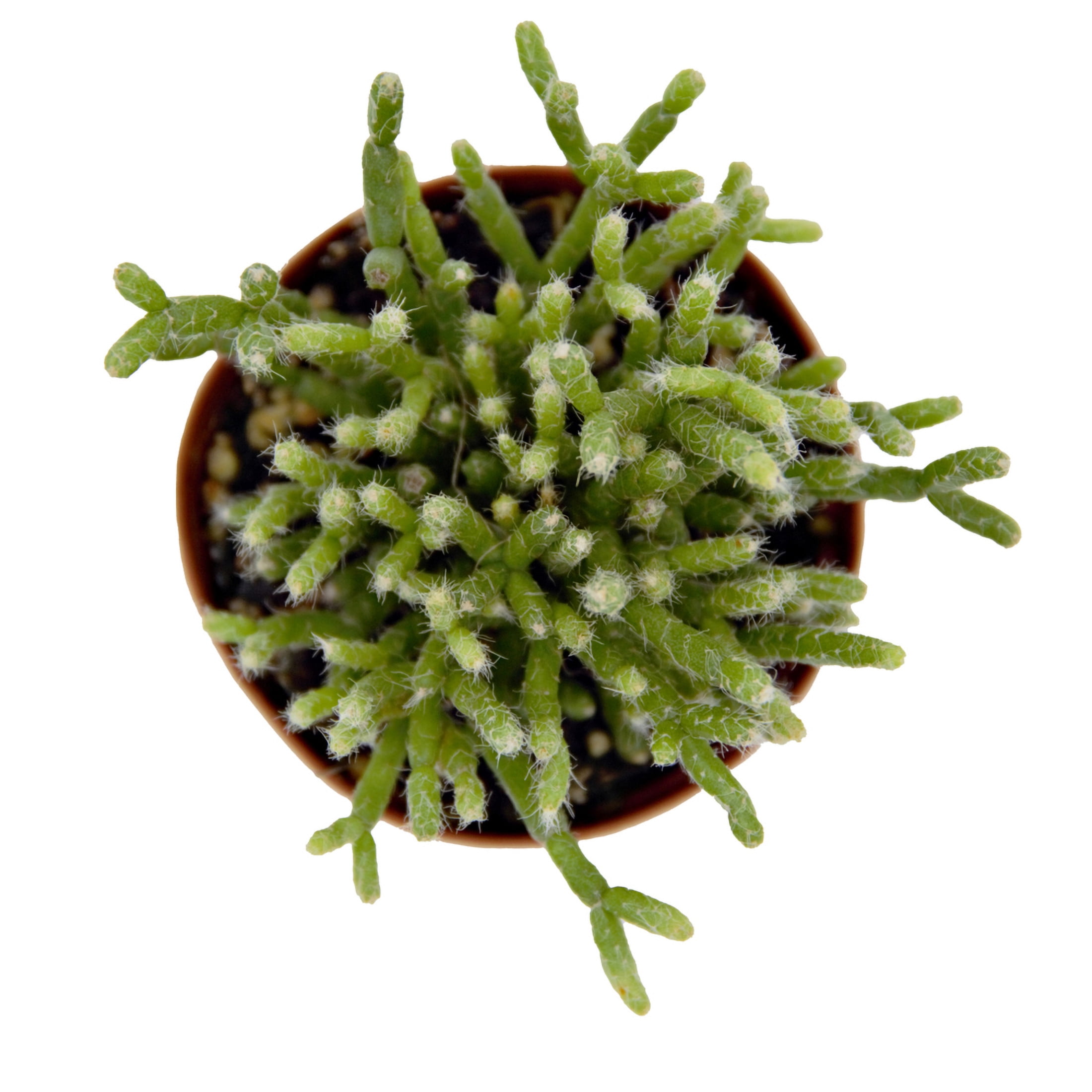 ReptiCulture Assorted Rhipsalis Tropical 2" Pot 3 pk
