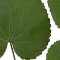 thumbnail image 3 of Bloomingmore Everyday Greenery Galax Leaves - Fresh Cut - 150 Stems, 3 of 7